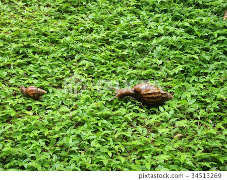 Snail 34513269