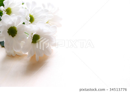 背景的白色菊花 背景的白色菊花 34513776