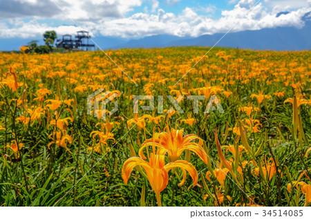 金針花，金針花季，Sixty Ishiyama，Tomisato，Rinka Hana，紅花 34514085