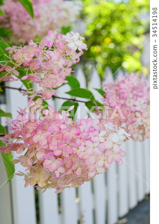 Minazuki開始用白色柵欄著色 34514198