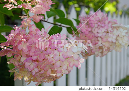 Minazuki開始用白色柵欄著色 34514202