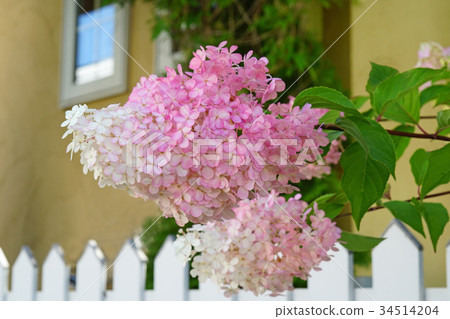 Minazuki that began to color with white fence 34514204