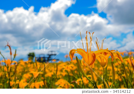 Golden needle flower, Golden needle flower season, Sixty Ishiyama, Tomisato, Rinka Hana, Safflower Golden needle flower, Golden needle flower season, Sixty Ishiyama, Tomisato, Rinka Hana, Safflower 34514212
