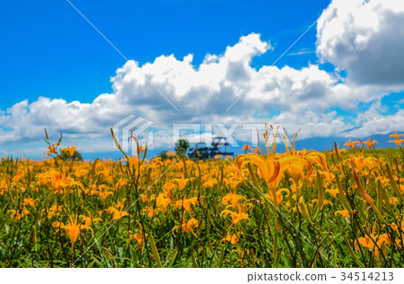 Golden needle flower, Golden needle flower season, Sixty Ishiyama, Tomisato, Rinka Hana, Safflower Golden needle flower, Golden needle flower season, Sixty Ishiyama, Tomisato, Rinka Hana, Safflower 34514213