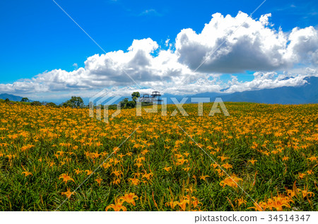 Golden needle flower, Golden needle flower season, Sixty Ishiyama, Tomisato, Rinka Hana, Safflower Golden needle flower, Golden needle flower season, Sixty Ishiyama, Tomisato, Rinka Hana, Safflower 34514347