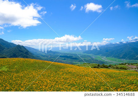 金針花,金針花季,Sixty Ishiyama,Tomisato,Rinka Hana,紅花 金針花,金針花季,Sixty Ishiyama,Tomisato,Rinka Hana,紅花 34514688