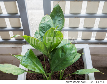 Small plant in the concrete pot. Small plant in the concrete pot. 34514741
