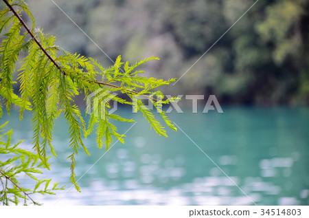 willow willow 34514803