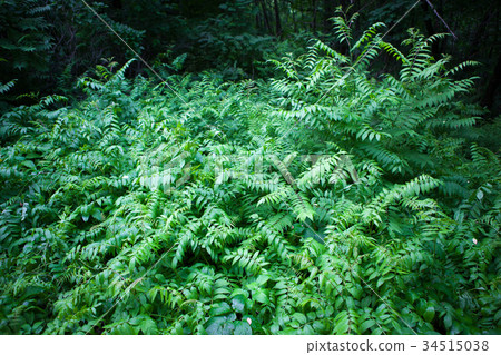Evening light through the leaves in a green forest 34515038