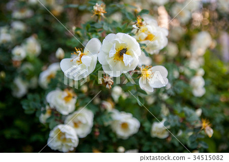 The blooming bush of white dog rose 34515082