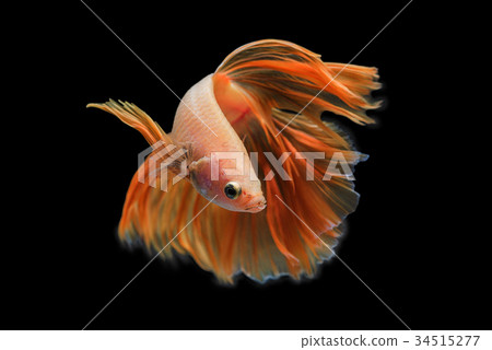 Orange siamese fighting fish 34515277