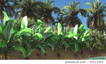 Abundant tropical plants on wilderness in the Abundant tropical plants on wilderness in the 34515303
