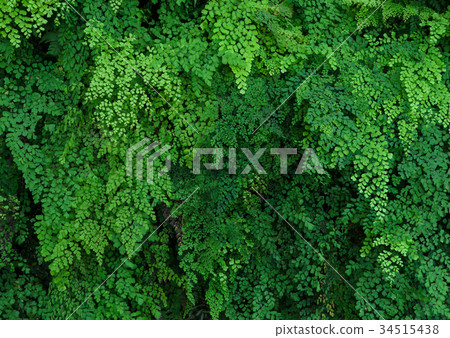 Green plant wall of Black Maidenhair fern 34515438