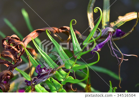 fern, a kind of plane fern, a kind of plane 34516504