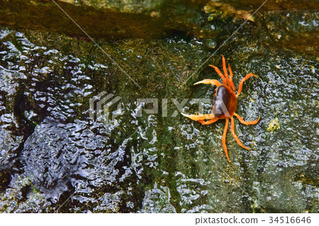 red crab in nature red crab in nature 34516646
