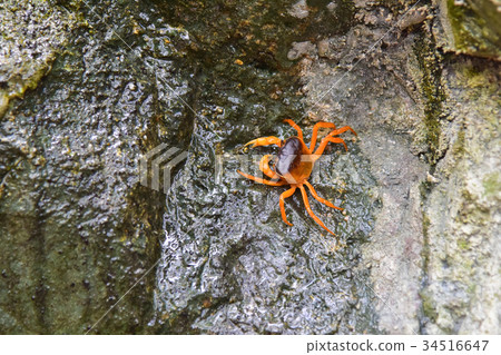 red crab in nature red crab in nature 34516647
