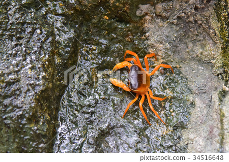 red crab in nature red crab in nature 34516648