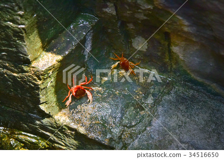 red crab in nature red crab in nature 34516650