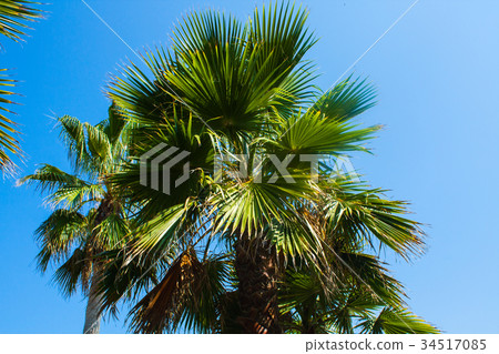 Palm tree on ble sky background. Summer sunny day. Palm tree on ble sky background. Summer sunny day. 34517085