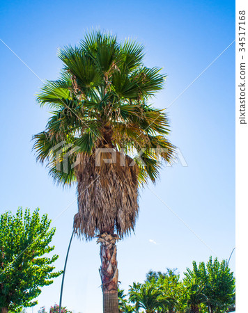 Palm tree on blue sky background. Summer sunny day 34517168