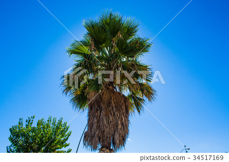 Palm tree on blue sky background. Summer sunny day 34517169