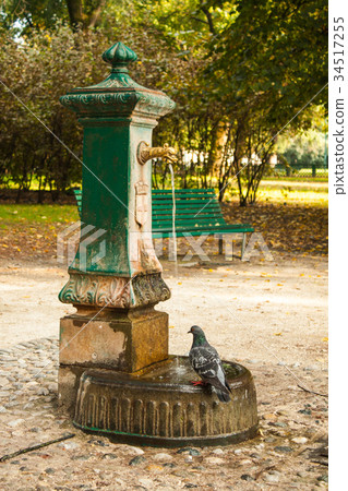 Italian drinking well in a park with pigeon Italian drinking well in a park with pigeon 34517255