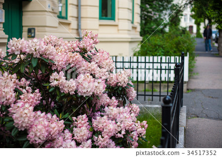 Flowers front a window. Floral facade 34517352