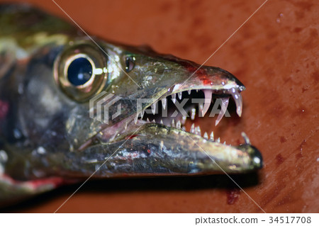 鮮魚 34517708