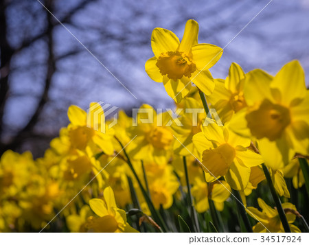 First yellow daffodils First yellow daffodils 34517924