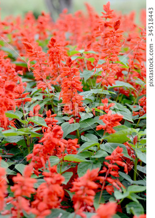 Salvia 34518443