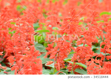 Salvia 34518444