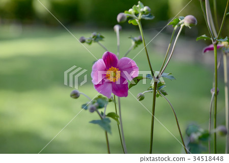 打破碗花花 34518448
