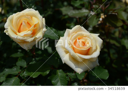 簡單地避風港 34518639