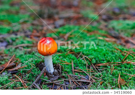 Red poisonous Amanita mushroom 34519060