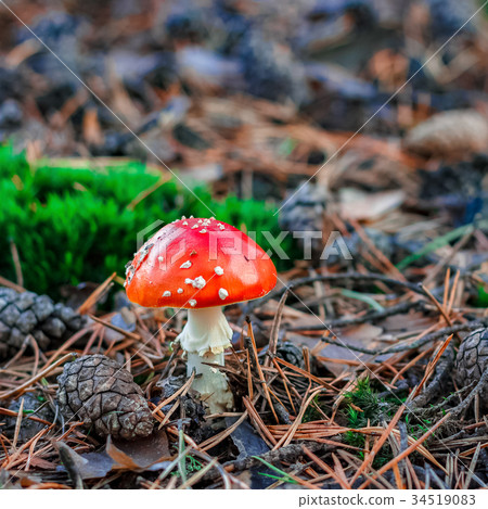 Red poisonous Amanita mushroom 34519083