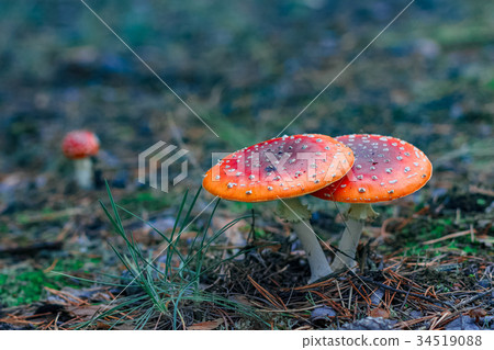 Red poisonous Amanita mushrooms 34519088