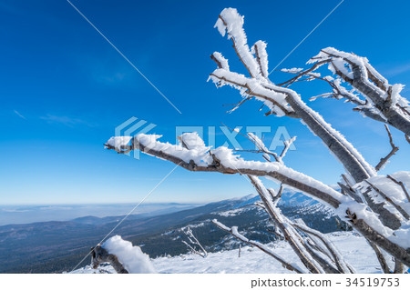 Frost on the tree branches 34519753