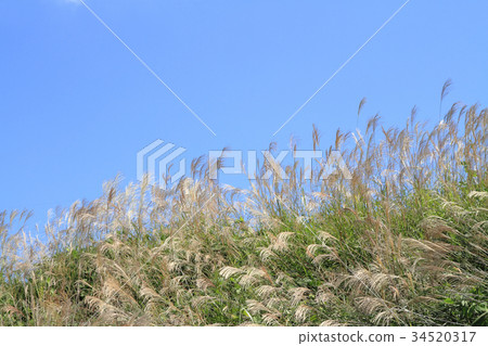 Susuki在風和秋天的天空中搖晃 Susuki在風和秋天的天空中搖晃 34520317