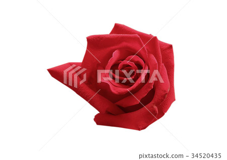 Red rose isolated on white with clipping path. Red rose isolated on white with clipping path. 34520435
