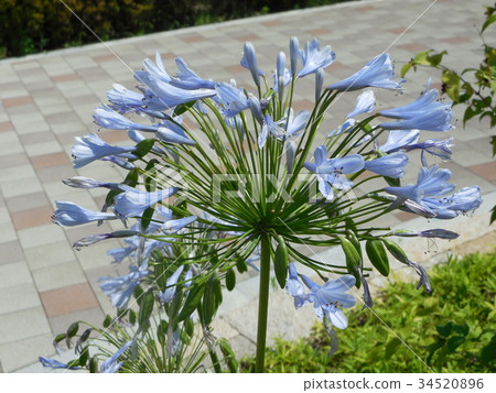  Agapanthus 34520896