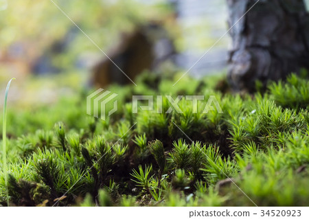 A box garden 34520923