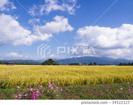 秋天米調遣波斯菊藍天白色雲彩米收穫成熟秋天晴朗的鄉下 34522127