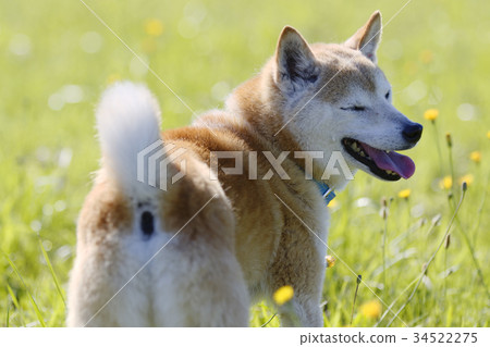 Shiba Inu在外地玩 34522275