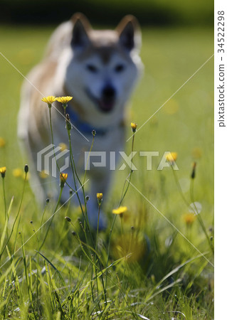 Shiba Inu在外地玩 34522298