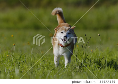 Shiba Inu playing in the field Shiba Inu playing in the field 34522315