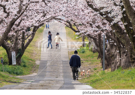 Cherry Arches 34522837