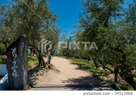 Shodoshima Olive Garden Path Early Summer Summer Olive Forest Entrance 34523966