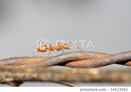 Closeup of red ant running on barbed wire fence Closeup of red ant running on barbed wire fence 34523982