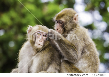 Hairdressing of Japanese monkeys 34524008