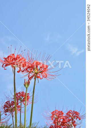 Higanbana Blue sky 34524042